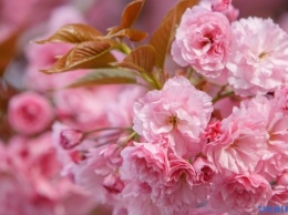 В Токио рекордно рано начался сезон цветения сакуры