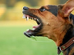 Запрещены в большинстве стран: ТОП-5 самых опасных пород собак