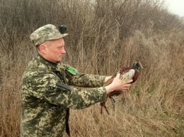 На Криворожье охотники выпустили в дикую природу фазанов, - ФОТО