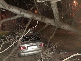 В Мариуполе дерево упало на автомобиль, - ФОТО
