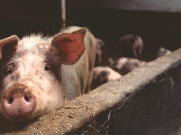 В Китае разработали вакцину от африканской чумы свиней