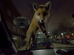 Снимок лисы, забравшейся на автомобиль, стал победителем конкурса Mammal Photographer of the Year