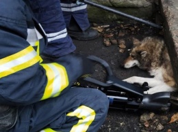 В Кривом Роге вызывали пожарных для спасения животных