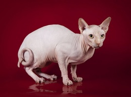 ТОП-3 самых необычных породы кошек