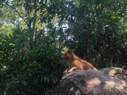 Собака спасла заблудившихся в джунглях туристов
