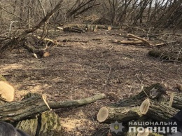 В Верхнеднепровском районе разоблачили преступную группу, которая рубила лес