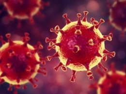 Ученые проверили версию о лабораторном происхождении коронавируса