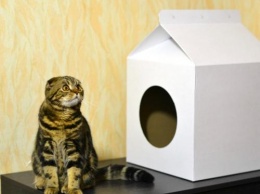 Делаем кота самым счастливым! 3 идеи для самодельных домиков