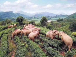 В Китае слоны забрели в деревню в поисках еды, а напились вина и уснули: фото