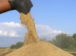 Урожай зерновых в Украине снизится на 10% - прогноз