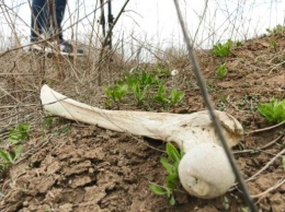 В Бердянске под открытым небом лежат человеческие кости (ФОТО)