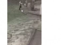 В сети появилось видео как в Херсоне прохожий жестоко застрелил пса