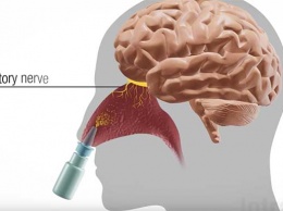 Представлен новый назальный спрей, позволяющий доставлять лекарства прямо в мозг