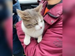 В Днепре пожарные спасали кошку, которая упала с 9-го этажа, - ФОТО