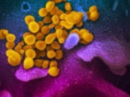 Ученые из Германии совершили прорыв в борьбе с коронавирусом