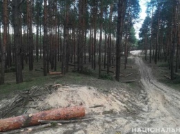 Очередной факт вырубки деревьев на Херсонщине расследуют правоохранители