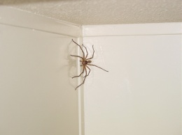 Избавляемся от пауков в доме