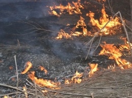 За минувшие сутки в Киеве 11 раз тушили пожары в экосистемах, - пресс-секретарь ГосЧС