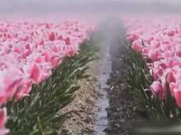 Женское сердце не вынесет: в Нидерландах показали, что делают с цветами, смотреть невозможно. Фото