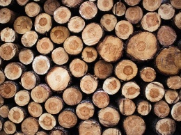 В Симферополе незаконно вырубили 1650 деревьев