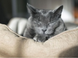 Ученые: кошки мяукают специально для человека, с сородичами так не общаются