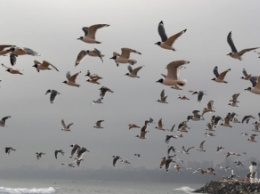Карантин в столице Перу: на побережье вернулись птицы и морские животные (фото)