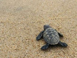 На пустынном пляже в Бразилии вылупились редкие черепашки
