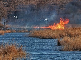Возле Никополя на реке Базавлук жгут сухой камыш: гибнут птицы