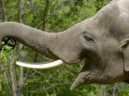 Слонов в Таиланде могут вывести на улицы просить милостыню