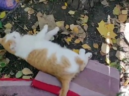 В Днепре люди избили кота: животное борется за жизнь