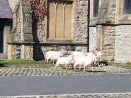 Немного иронии: стадо диких коз захватили город в Уэльсе