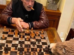Арнольд Шварценеггер показал, как учит свою ослицу играть в шахматы