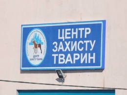 В Николаеве ДЖКХ заключил договор с "Центром защиты животных" на 5,6 миллионов