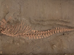 Под древними пирамидами в Перу найдены останки китов и акул (ФОТО)
