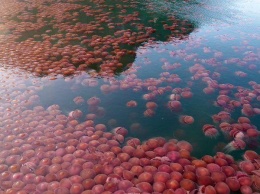 Из-за отсутствия туристов воды пляжей на Филиппинах заполонили томатные медузы