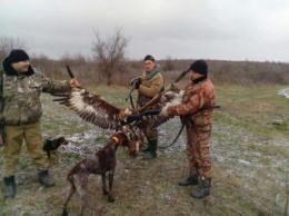 В сети скандал из-за убийства украинскими силовиками птицы из Красной книги: фото