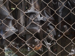 В Китае возобновили работу рынки, где продают летучих мышей и других диких животных