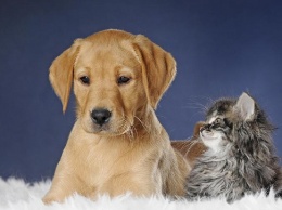 Может ли коронавирус передаваться кошкам и собакам?