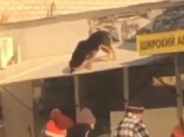 Курьезы. В Мелитополе пес разгуливал по крыше (видео)