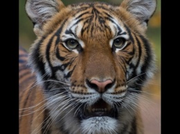 Тигрица в зоопарке Нью-Йорка заразилась коронавирусом от человека