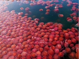 Помог карантин: к пляжам Филиппин вернулись тысячи розовых медуз (ФОТО, ВИДЕО)