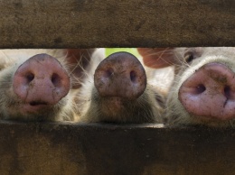 В Украине произошло сразу две вспышки африканской чумы свиней