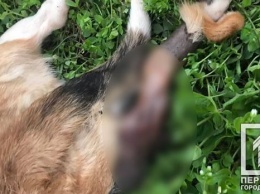 В Кривом Роге нашли мертвую собаку, с которой сняли шкуру
