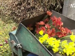 Фермы на Коста-Рике выбрасывают тысячи цветов из-за карантина (видео)