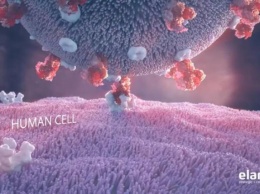 Создана анимация заражения клетки коронавирусом
