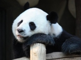 В зоопарке Гонконга панды спарились впервые за 10 лет из-за карантина