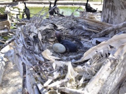 Птенцы бакланов вылупились в закрывшемся на карантин Одесском зоопарке