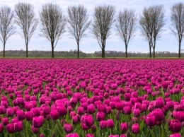 Из-за карантина на Херсонщине отменили Фестиваль тюльпанов