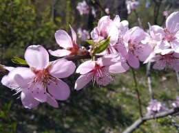 В Днепре цветет нектарин (Фото)