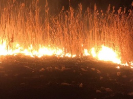 В Запорожской области бушевали пожары на открытых территориях - горел и парк Победы
